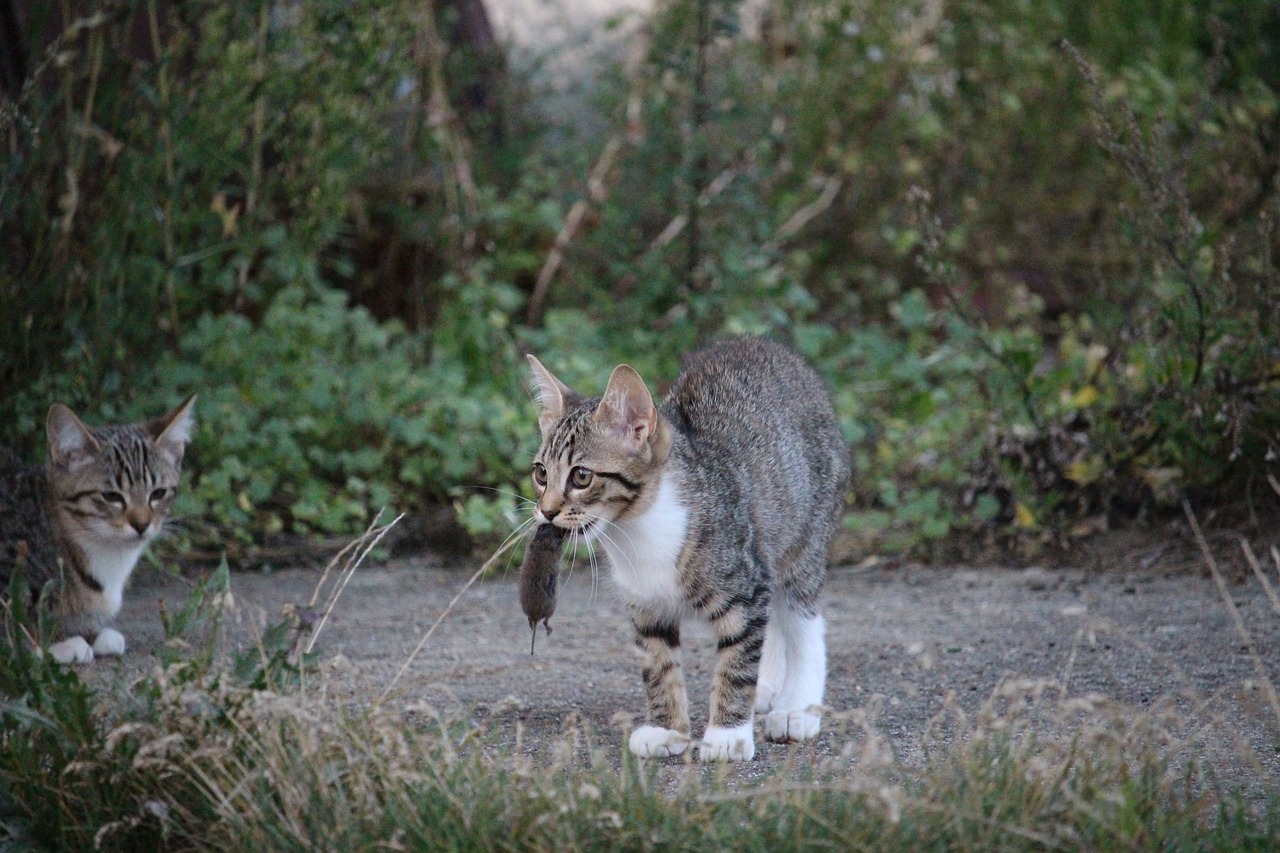 王欣瑜再现猫咪狩猎，一场无声的舞蹈与专注的猎手