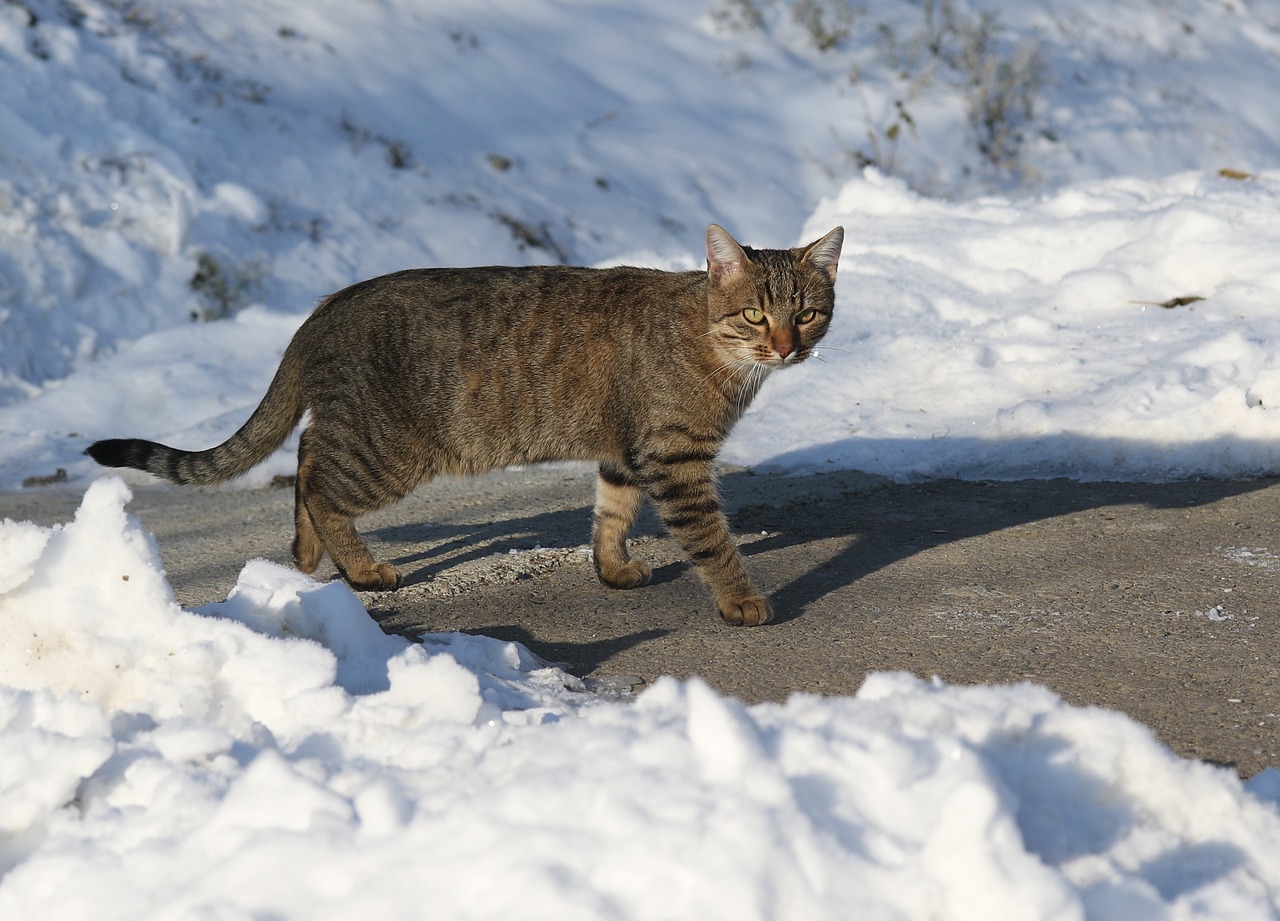 王欣瑜再现猫咪狩猎，一场无声的舞蹈与专注的猎手