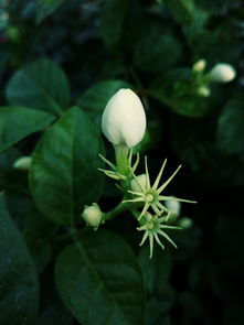 茉莉花茶的作用，从健康到心情的全方位提升