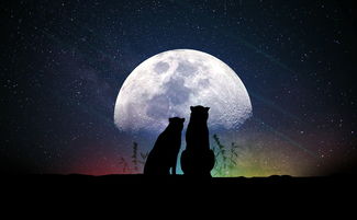 今日八卦爆料，揭秘明星私生活，解读背后的故事