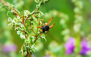 一粒种子里的粮食安全