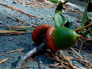 枇杷（Eriobotrya japonica）是一种营养丰富、风味清甜的时令水果，常在春末夏初上市。适量食用对健康有益，但也需注意一些潜在注意事项。以下是科学、客观的总结