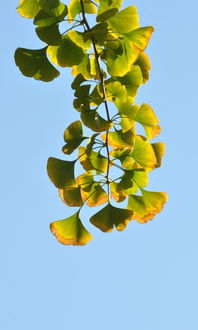 白果(银杏果)是银杏树的种子,具有一定的营养价值和药用价值,但含有微量有毒成分(如银杏毒素、氢氰酸等)必须经过规范处理后方可安全食用。以下是科学、安全的食用方法及重要注意事项 白果(银杏果)是银杏树的种子,具有一定的营养价值和药用价值,但含有微量有毒成分(如银杏毒素、氢氰酸等)必须经过规范处理后方可安全食用。以下是科学、安全的食用方法及重要注意事项