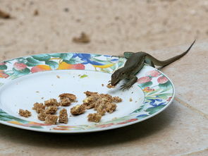 葡萄干本身不属于典型的上火食物，但是否上火需结合体质、食用量和搭配情况综合判断，不能一概而论